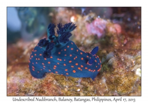 Undescribed Nembrotha