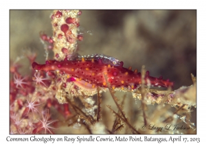 Common Ghostgoby on Rosy Spindle Cowrie