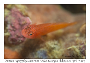 Okinawa Pygmygoby