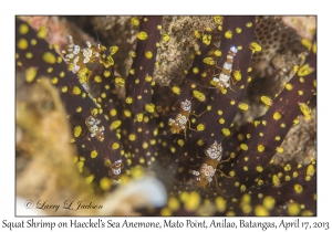 Squat Shrimp on Haeckel's Sea Anemone