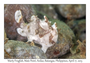 Warty Frogfish