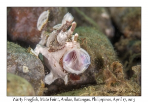 Warty Frogfish