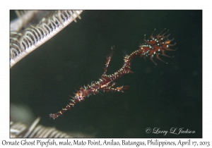 Ornate Ghost Pipefish, male