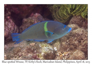 Blue-spotted Wrasse