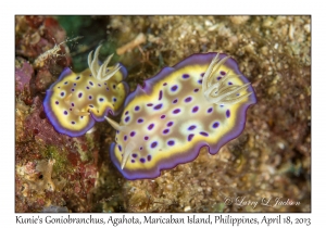 Kunie's Goniobranchus