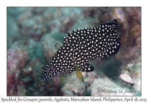 Speckled-fin Grouper