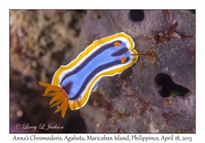 Anna's Chromodoris