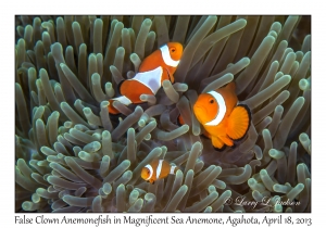 False Clown Anemonefish