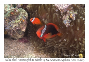 Red & Black Anemonefish