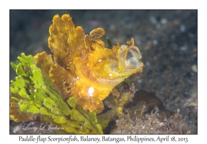 Paddle-flap Scorpionfish