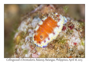 Collingwood's Goniobranchus