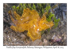 Paddle-flap Scorpionfish