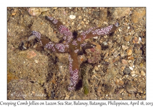 Creeping Comb Jellies on Luzon Sea Star