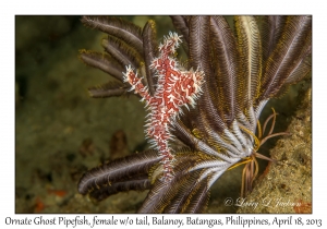 Ornate Ghost Pipefish, female