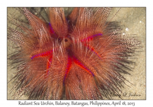 Radiant Sea Urchin