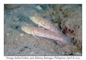 Orange-dashed Gobies