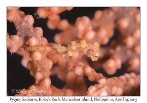 Pygmy Seahorse