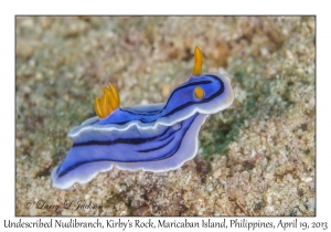 Unknown Chromodoris