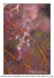 Ornate Ghost Pipefish