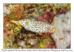 Purple-spotted Chromodoris