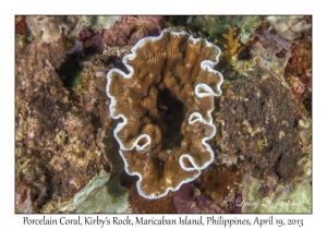 Porcelain Coral