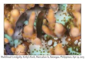 Multilined Coralgoby