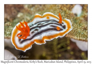 Magnificent Chromodoris