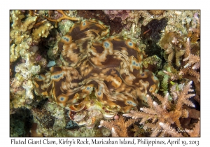 Fluted Giant Clam