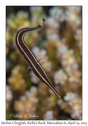 Urchin Clingfish