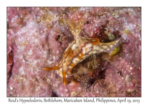 Reid's Hypselodoris