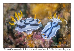 Diana's Chromodoris