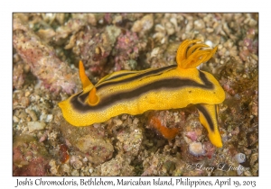 Josh's Chromodoris