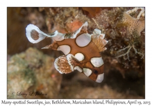 Many-spotted Sweetlips