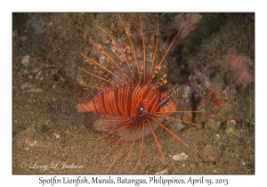 Spotfin Lionfish