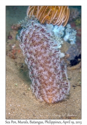 Sea Pen