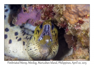 Fibriated Moray