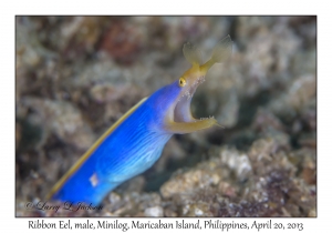 Ribbon Eel