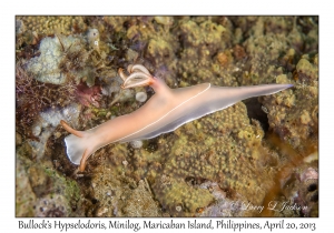 Bullock's Hypselodoris