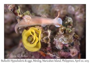 Bullock's Hypselodoris & egg ribbon