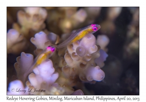 Redeye Hovering Gobies