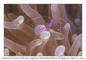 Sarasvati Anemone Shrimp