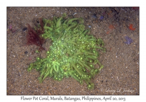 Flower Pot Coral