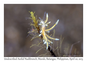 Undescribed Aeolid Nudibranch