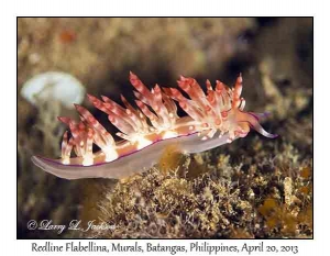 Redline Flabellina