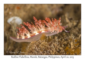 Redline Flabellina