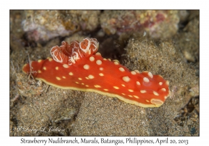 Strawberry Nudibranch