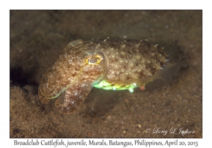 Broadclub Cuttlefish