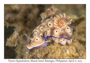 Tryon's Hypselodoris