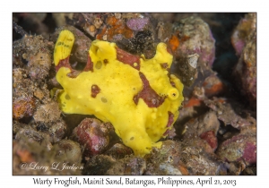 Warty Frogfish