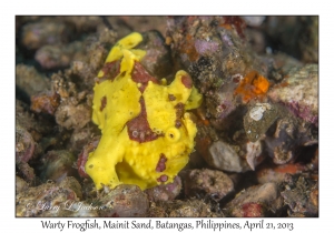 Warty Frogfish